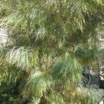 Acacia cognata Fuelha