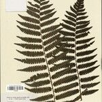 Cyathea surinamensis Лист