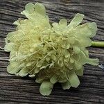 Scabiosa ochroleuca 花