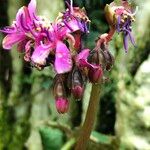Tigridiopalma magnifica Цветок