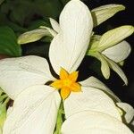 Mussaenda philippicaফুল