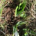 Neottia ovata Leaf