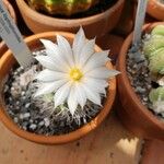 Turbinicarpus lophophoroides Blüte