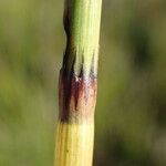 Equisetum fluviatile Žievė