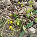 Ranunculus ophioglossifolius Likasa