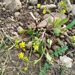 Ranunculus ophioglossifolius Blatt