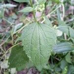 Eupatorium perfoliatum برگ