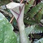 Arum hygrophilum 花