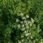 Conium maculatum Flower