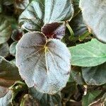 Begonia cucullata cv. 'Doublet Rose Pink' Blatt
