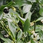 Sarcococca ruscifolia Foglia