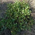 Rumex roseus Hoja