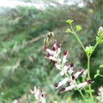 Fumaria capreolata Flower