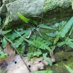 Asplenium rhizophyllum Hábitos