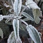 Salvia fruticosa Leaf