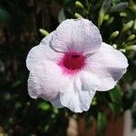 Pandorea jasminoides Flower