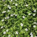 Lobelia pedunculata Habit