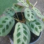 Maranta leuconeura É.MorrenBlad