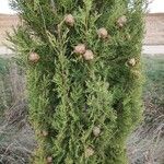 Cupressus sempervirensLeaf