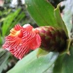 Costus laevis Plod