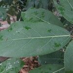 Ficus lutea Blatt