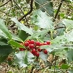 Ilex aquifolium Лист