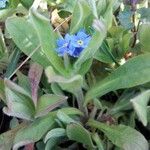 Myosotis sicula 整株植物