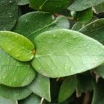 Ficus assamica Leaf