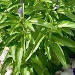 Salvia farinaceaLeht