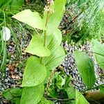 Maianthemum racemosum Hábitos
