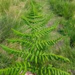 Dryopteris carthusiana برگ