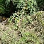 Prosopis chilensis Leaf