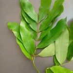 Hylodendron gabunense Hoja