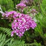 Pericallis papyracea Floro