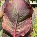 Canna × hybrida Leaf