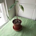 Alocasia zebrina Leaf