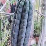 Trichocereus macrogonus Leaf