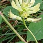 Astragalus glycyphyllos Flower