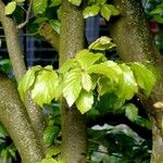 Hamamelis virginiana Blad