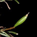 Taeniophyllum hirtum Frucht