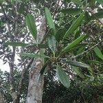 Borneodendron