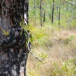 Pinus serotina बार्क (छाल)