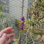 Tillandsia paleacea Çiçek