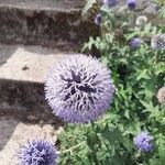 Echinops bannaticus Fula