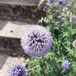 Echinops bannaticus പുഷ്പം