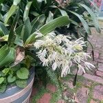 Dendrobium speciosum Flor