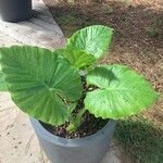 Alocasia macrorrhizos Blad