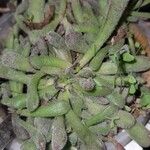 Crassula pubescens Лист