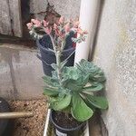 Echeveria secundaLeaf