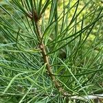 Pinus bungeana Liść